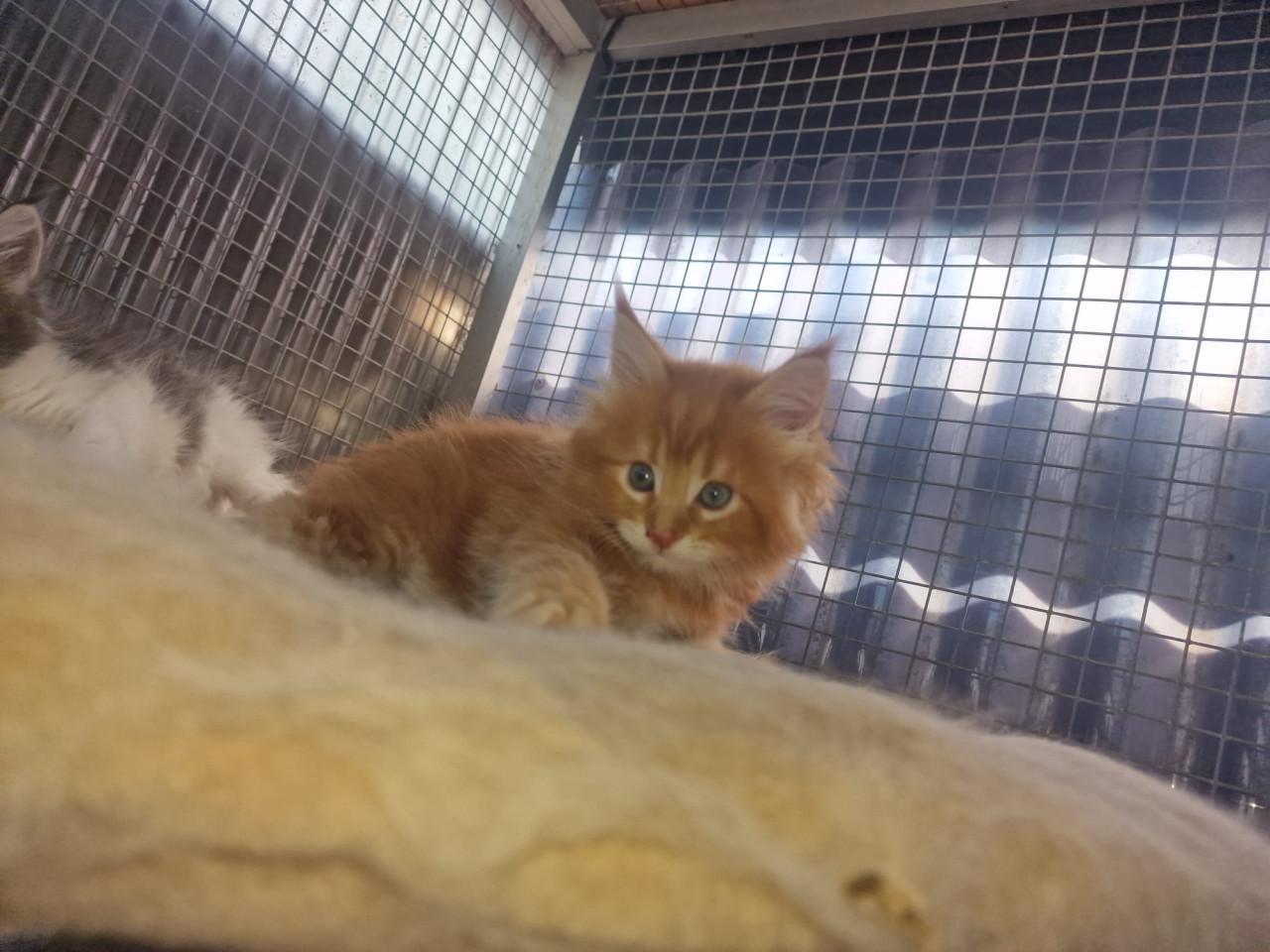 Te koop mooie Maine Coons katertjes