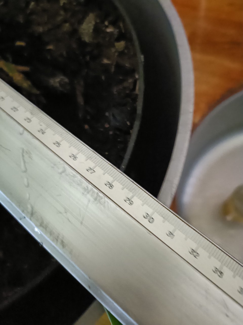 Kamerplanten en kleine courgette plantjes