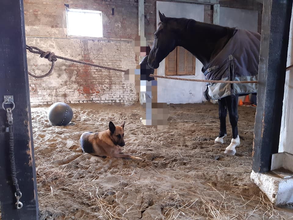 Familieopstellingen met paarden