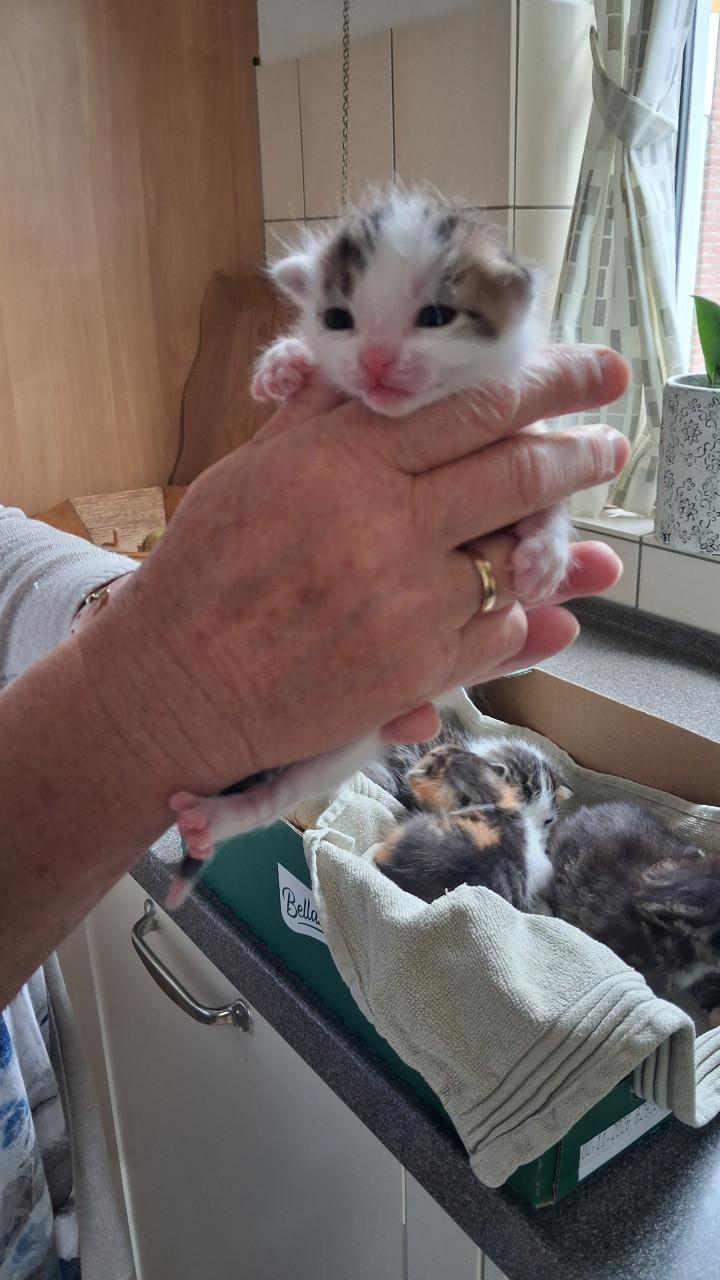 VIER LIEVE SPEELSE EN GEZONDE KITTENS BESCHIKBAAR!