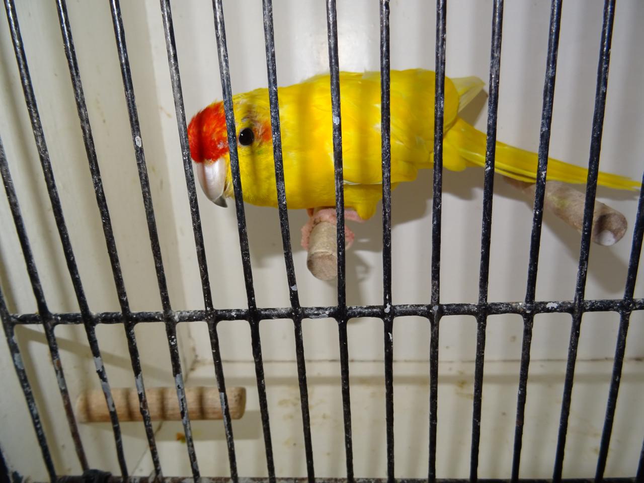 Te koop broedrijpe gele kakarikie Man !!