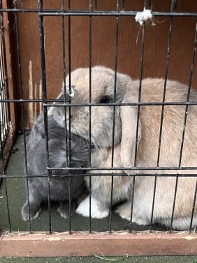 Konijnenkoppel met hok