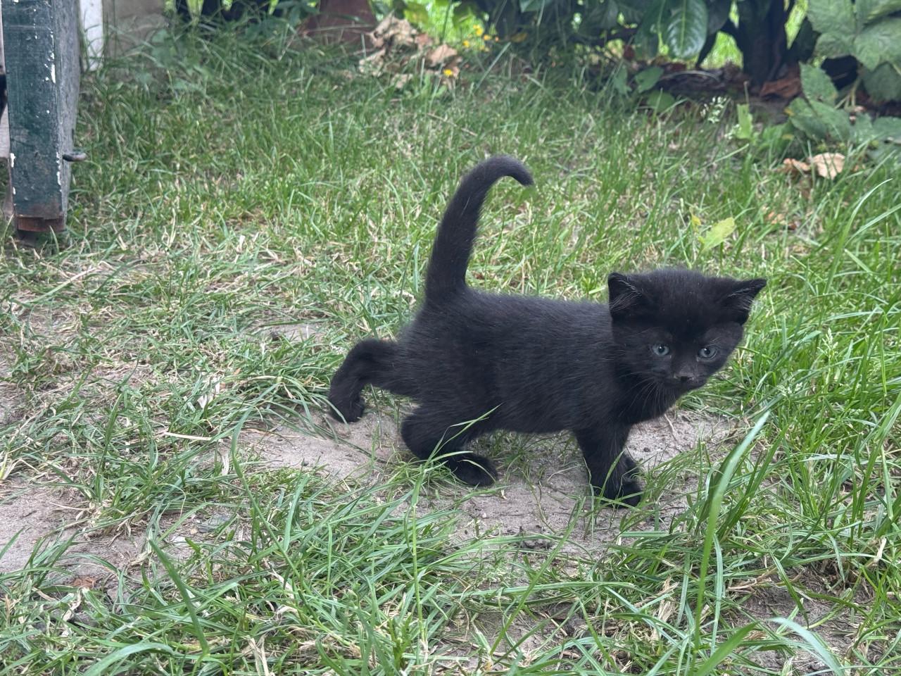 2 kittens