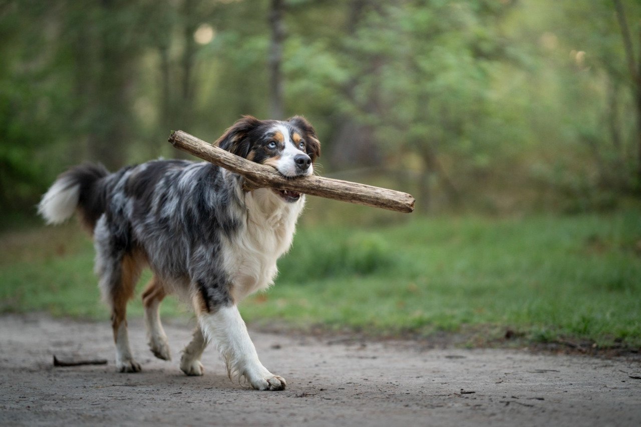 Nieuw huisje voor onze hond