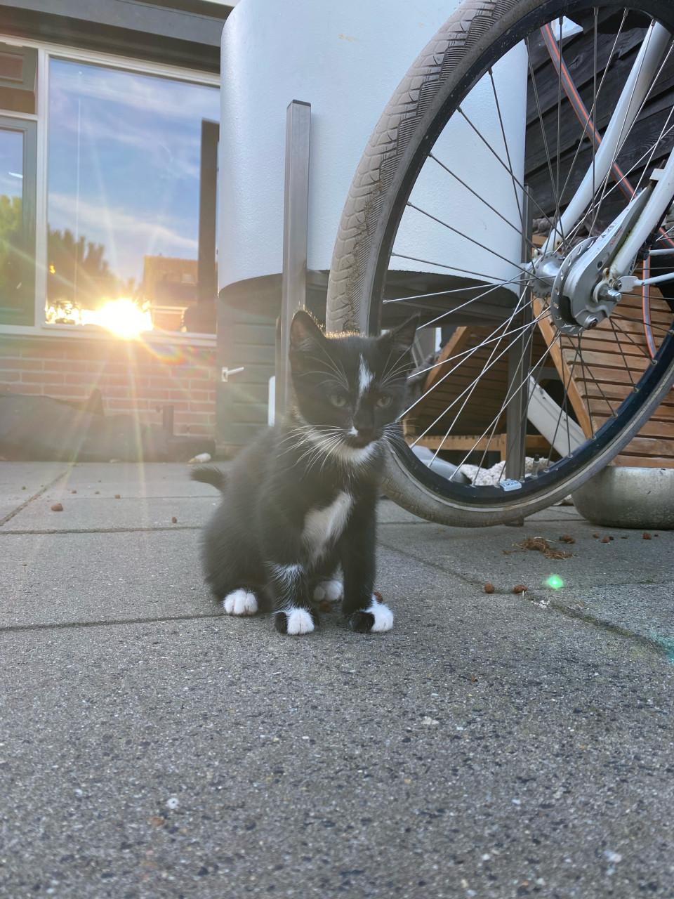 Nog 1 gouden mandje gezocht 👑🐾