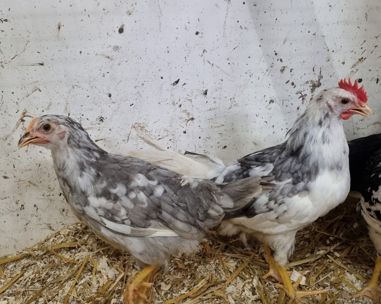 Bonte leghorns