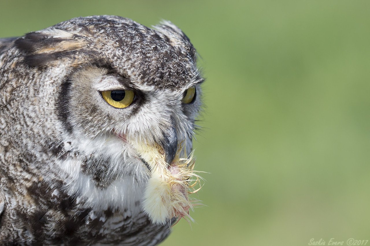 Zaterdag 23 augustus: workshop roofvogels fotograferen