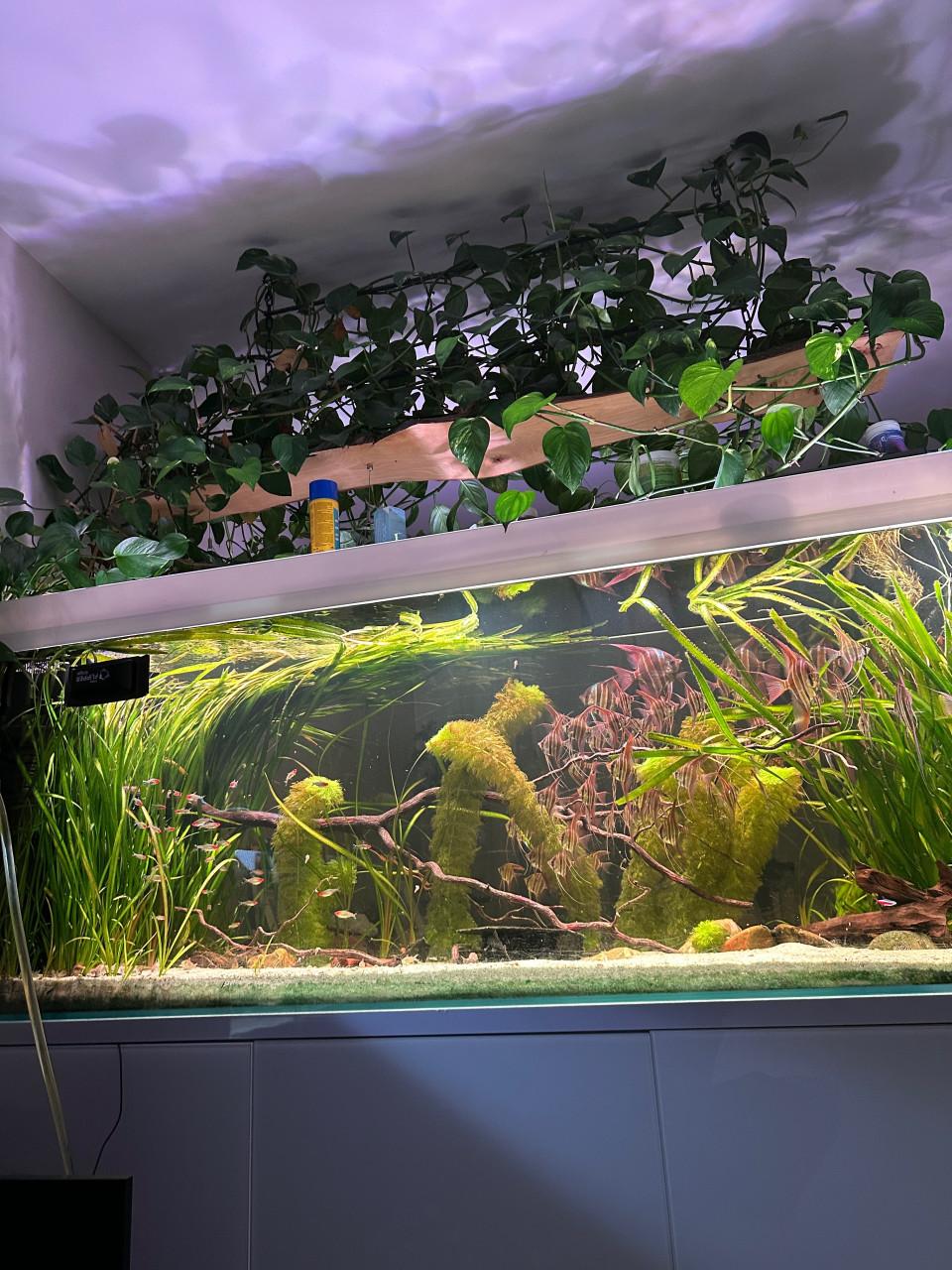 Aquarium groot aquarium 200x65x75