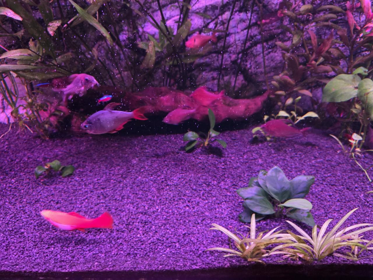 Vissen plus planten voor zoet water Aquarium