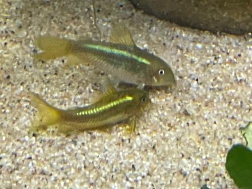 Osteogaster (corydoras) CW009 Green Laser