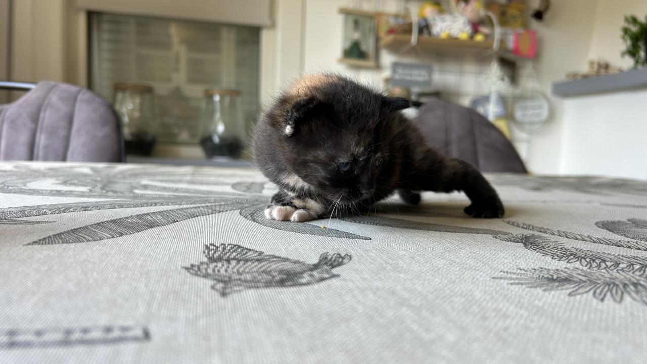 Kittens