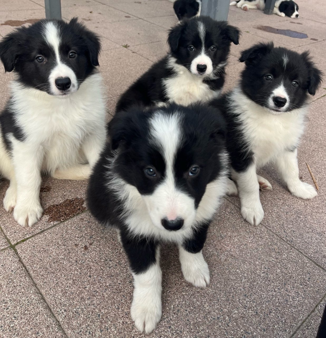 Border collie puppy’s