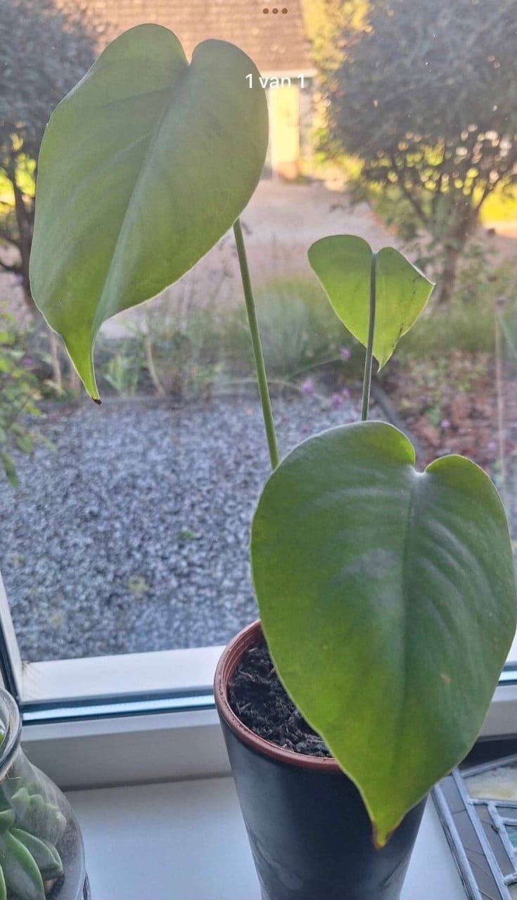 Gatenplant met zwarte pot