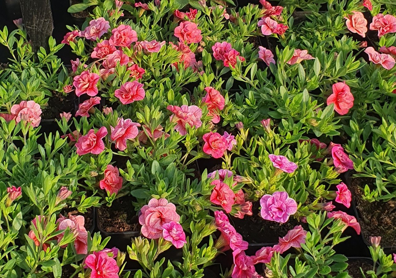 TUINPLANTEN Oudelande
