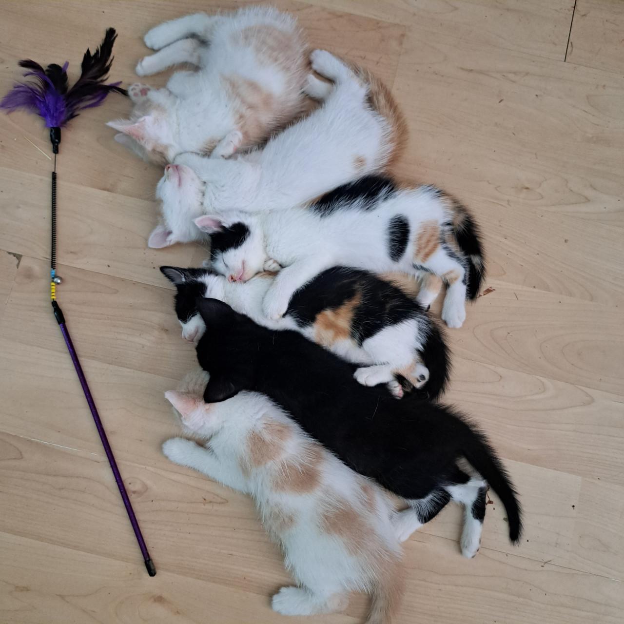 Super lieve kittens