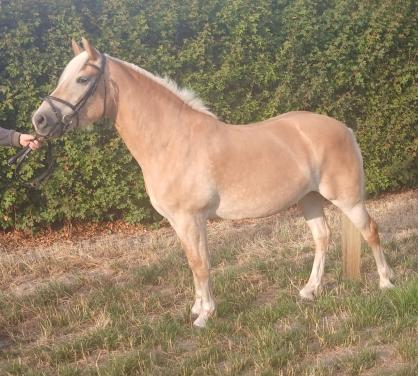 Haflinger
