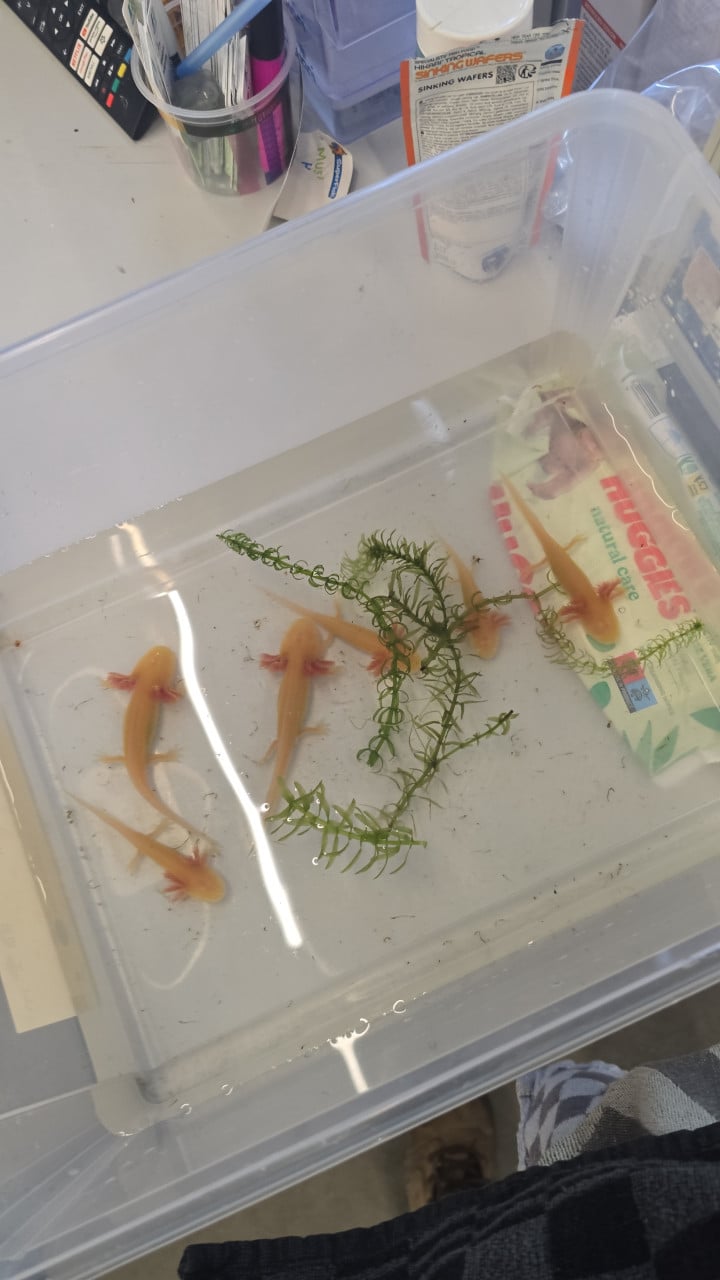 Kleine axolotls