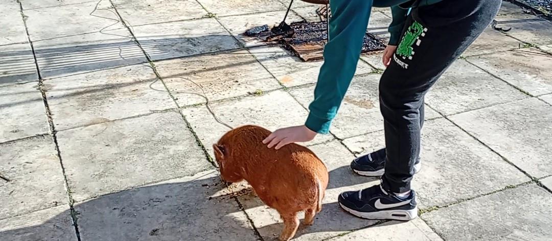 Bruin varkentje te koop!!!