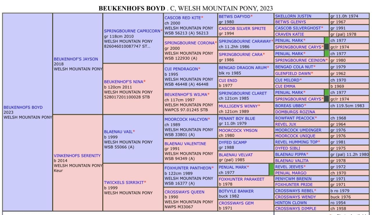 Welsh Mountain hengst ter dekking