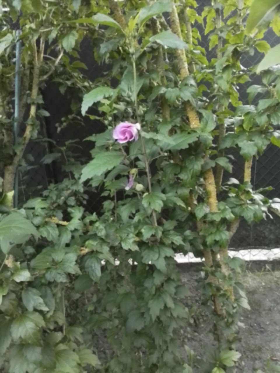 Jonge hibiscus struiken van 120 cm hoog