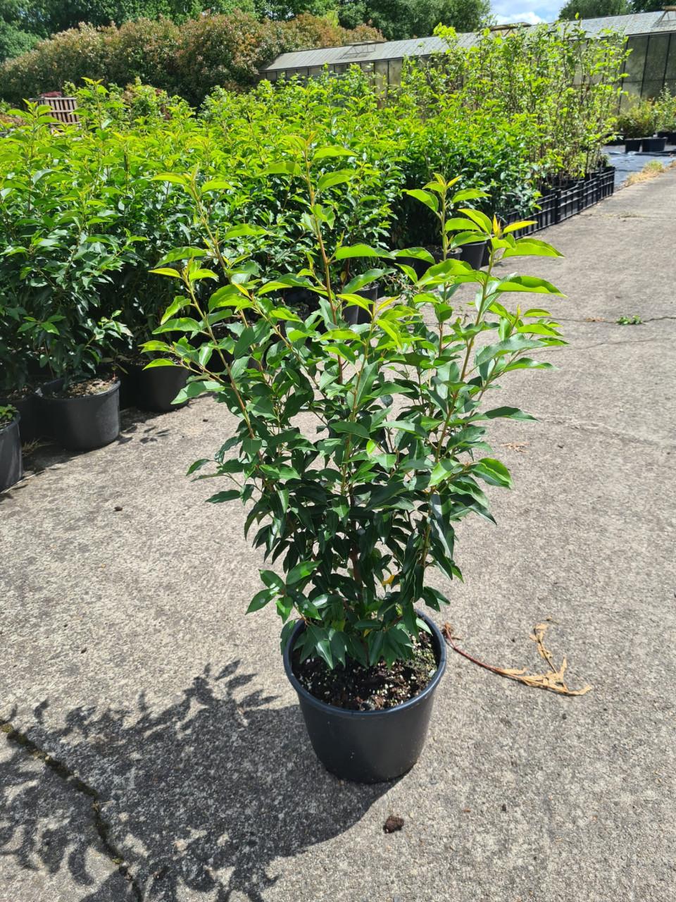 Portugese laurier haagplanten potgekweekt ca.60 cm