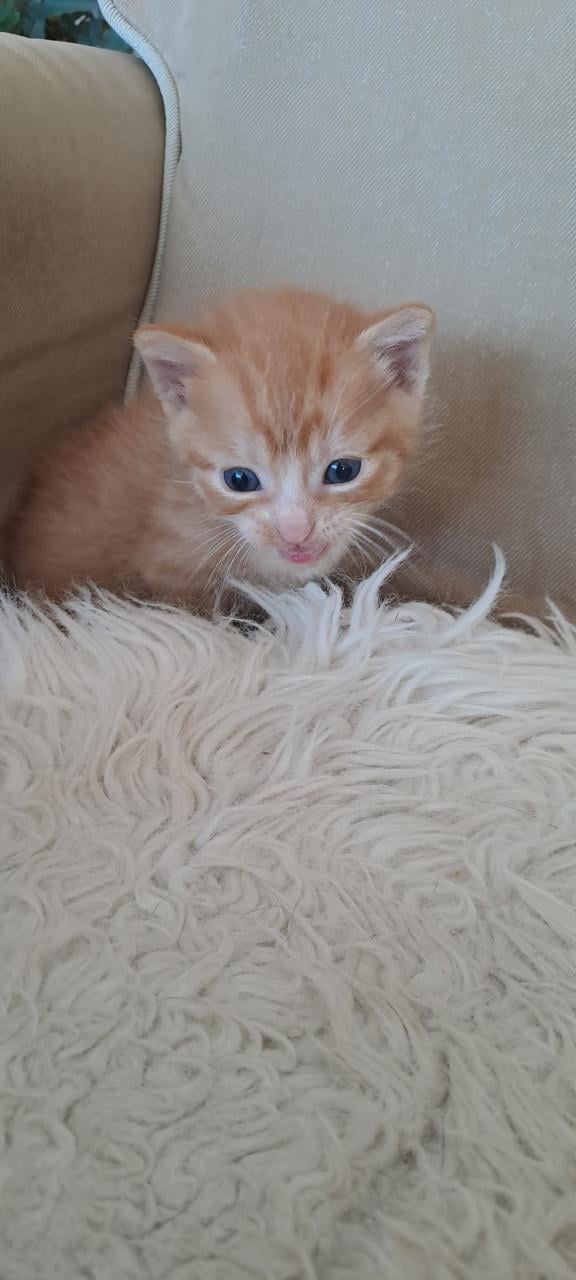5 schattige kittens