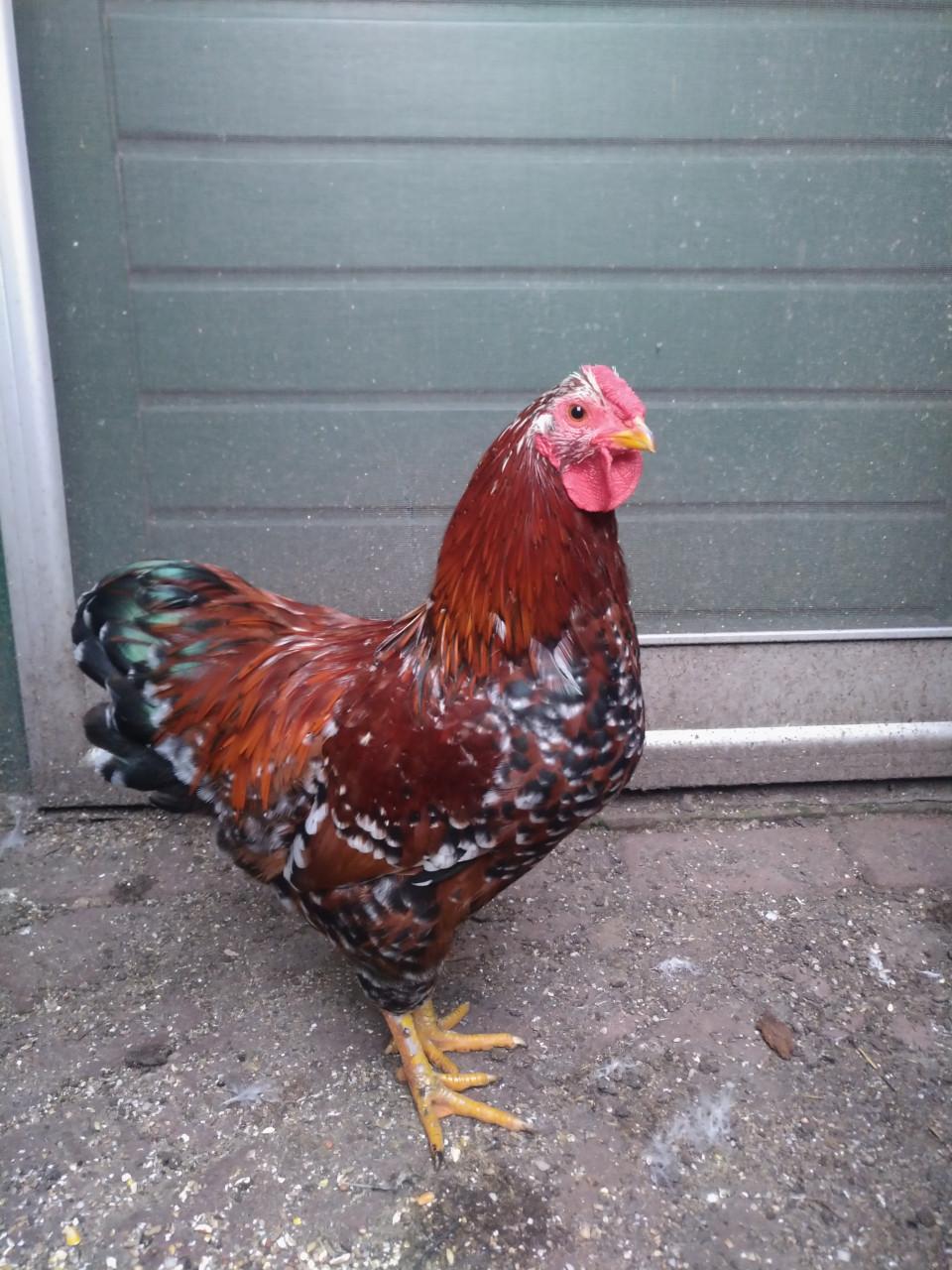 Wyandotte Millefleur kriel haan (rood porselein)