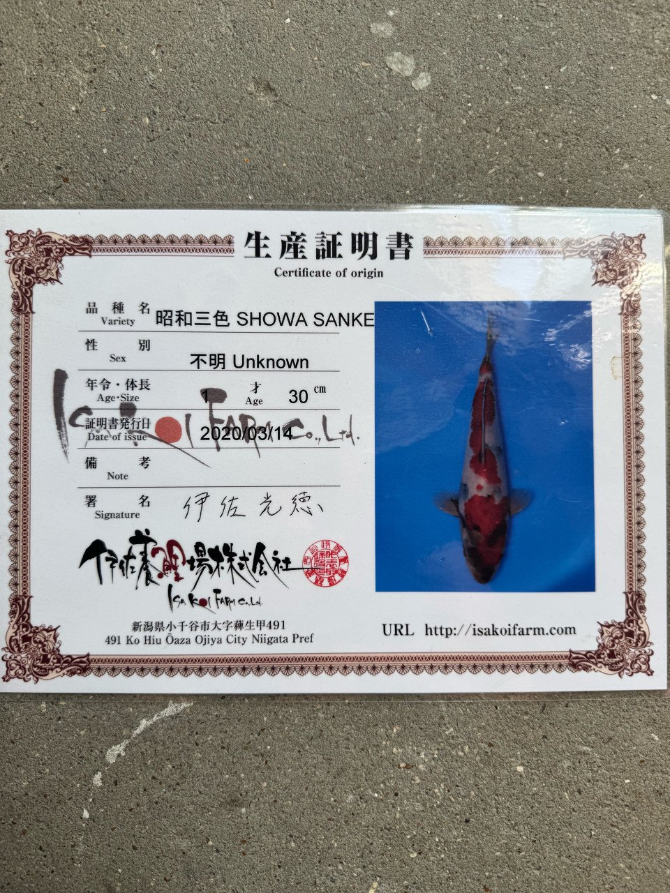 Koi de koop met en zonder certificaat