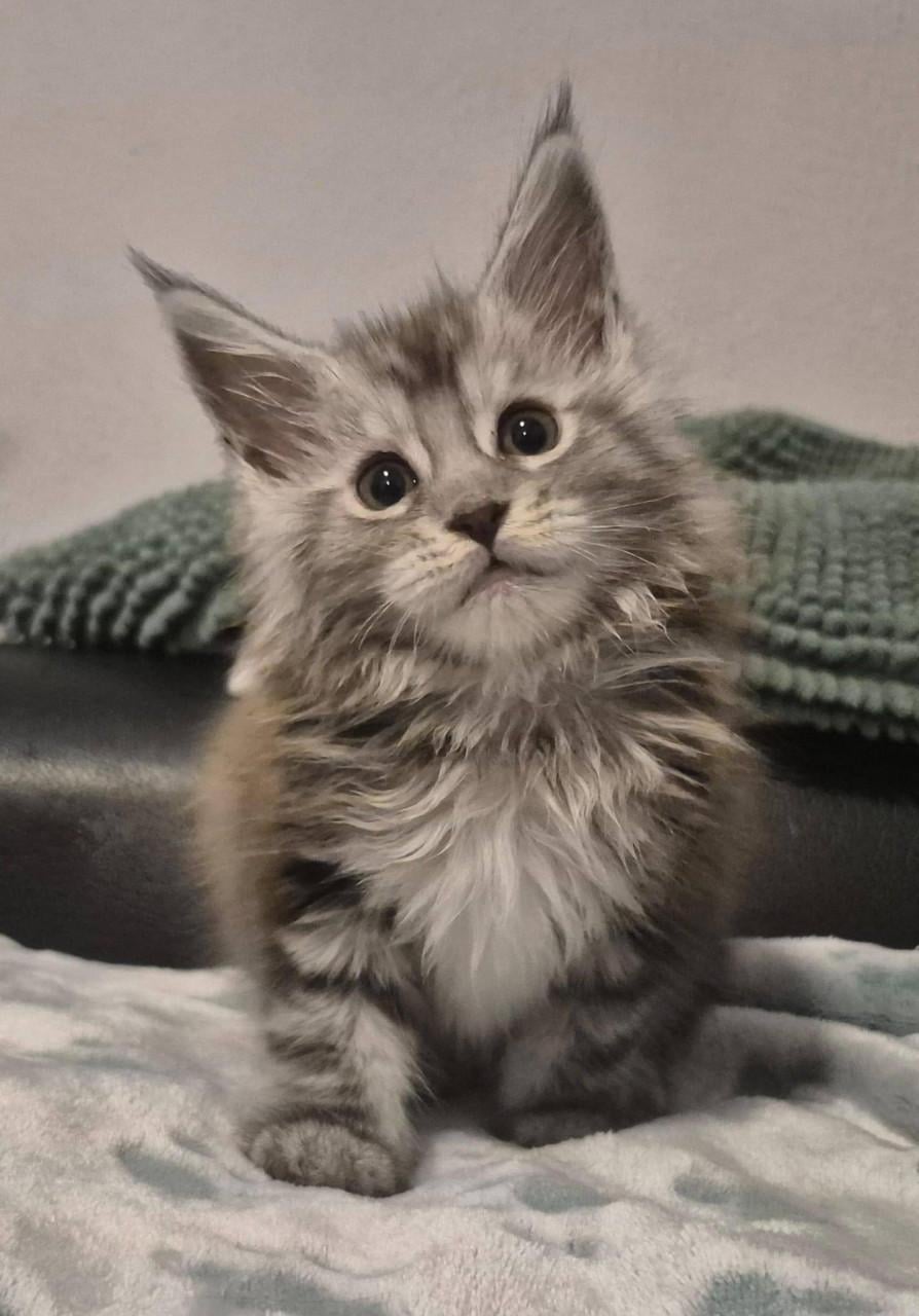 Maine coon dekkater volledig getest en kampioen op show