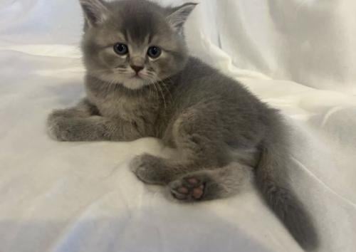 Kitten op zoek naar nieuw huisje