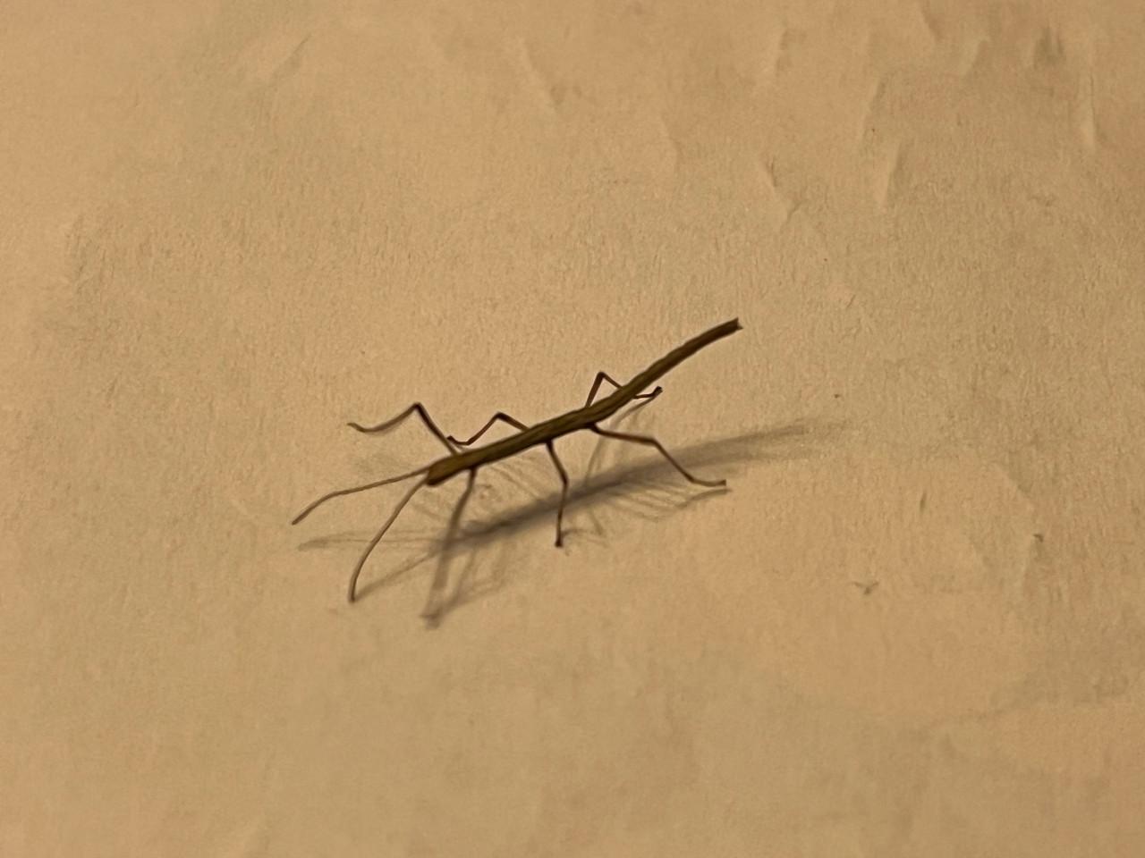 Gratis wandelende takken