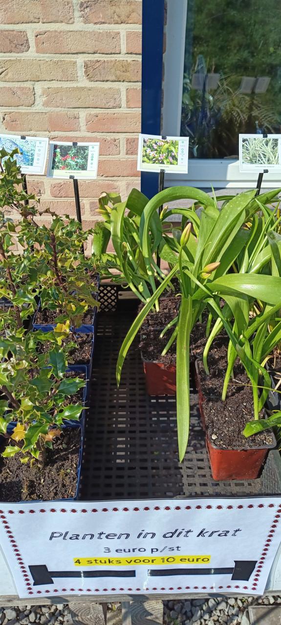 Mooie grotere potmaten in ons plantenkraampje,... ++ TIP ++