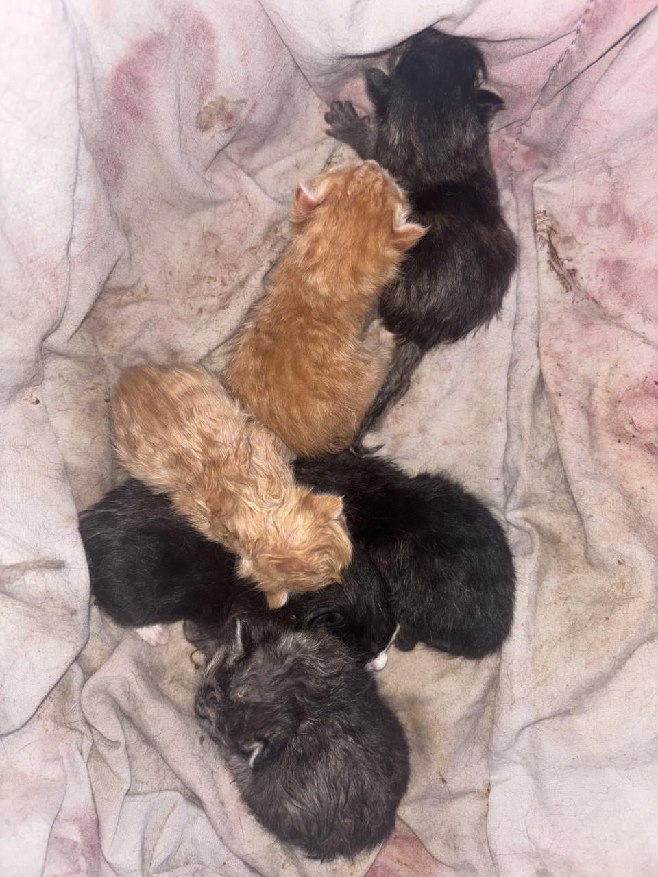 Super mooie kittens te koop