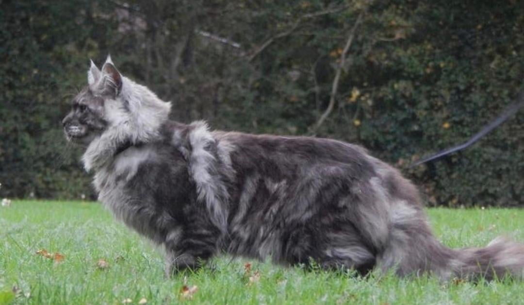 Maine coon dekkater volledig getest en kampioen op show