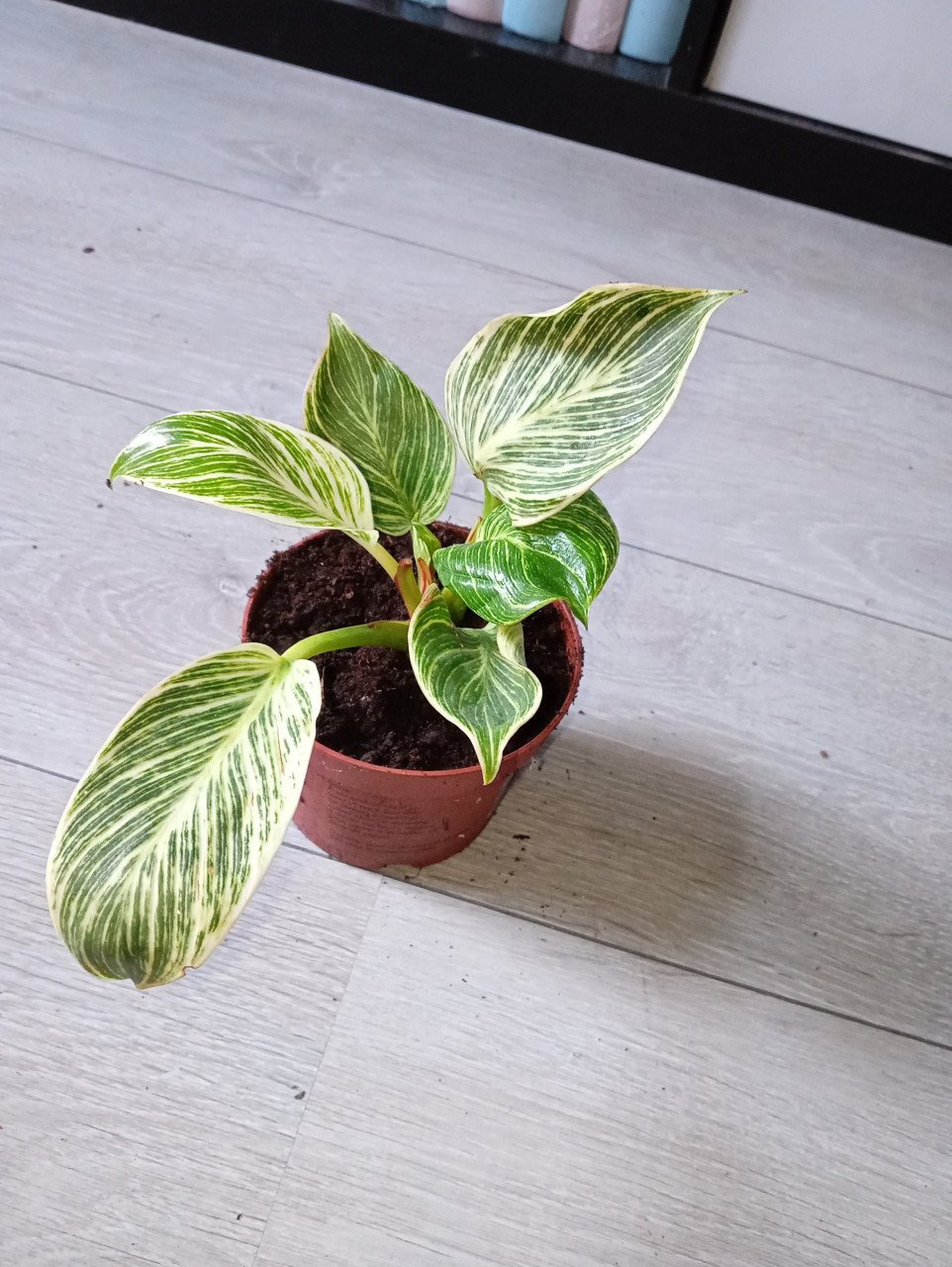 Heel veel stekjes van planten