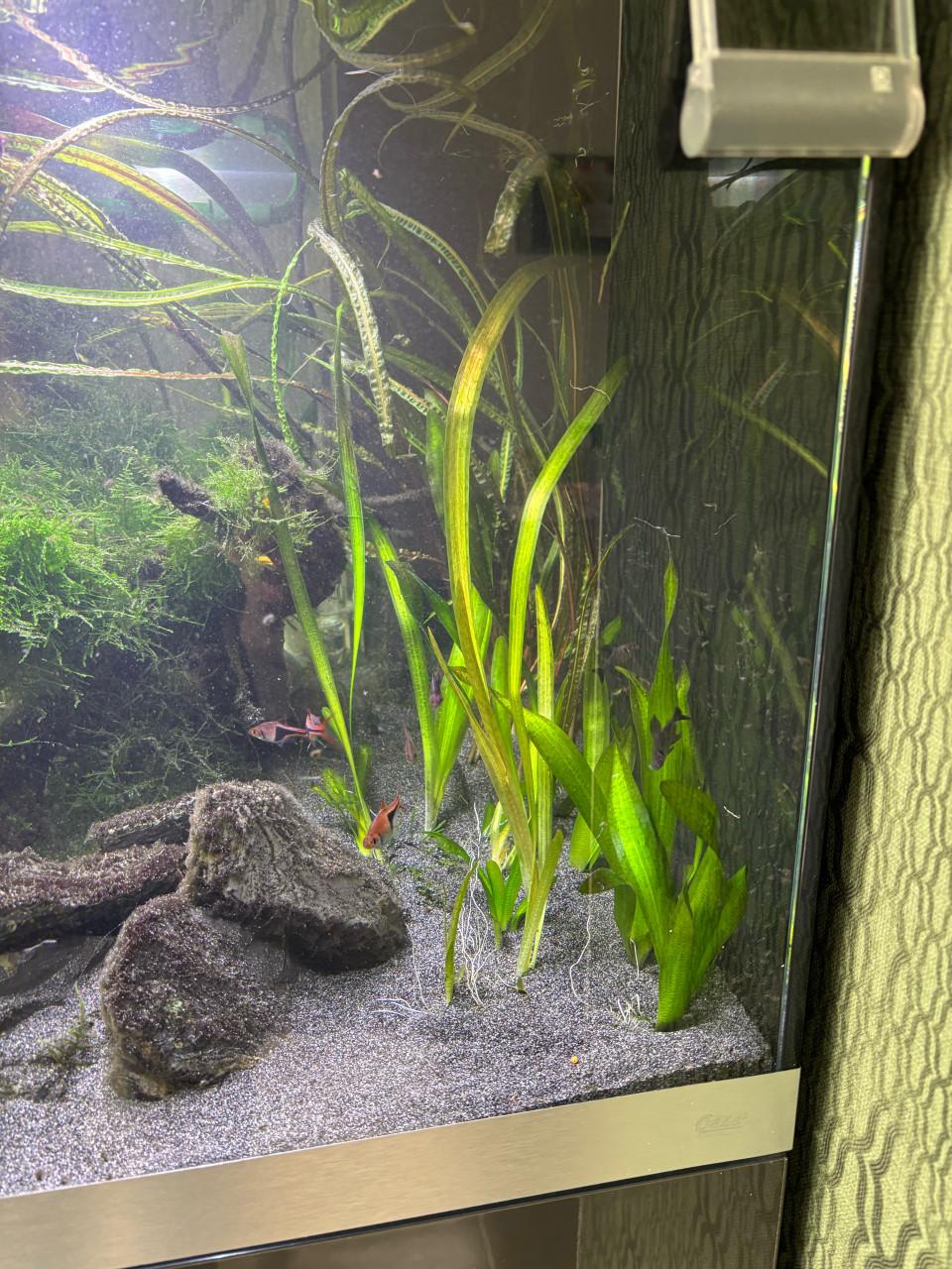 Aquariumplanten