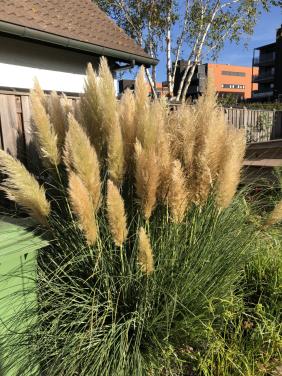 Te koop mooie pluimen van pampasgras.(nieuw).