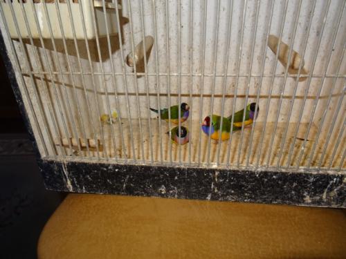 Te koop een paar losse gouldamadine poppen overjarige