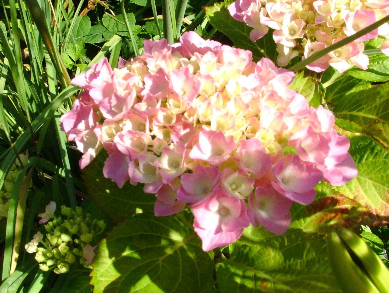 Hortensia
