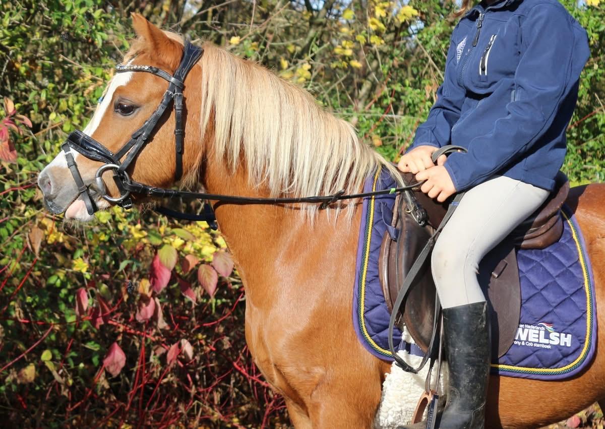 Kinderpony Welsh mountain