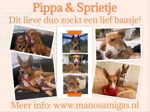 Lief baasje OF opvanggezin gezocht voor deze twee lieverds!