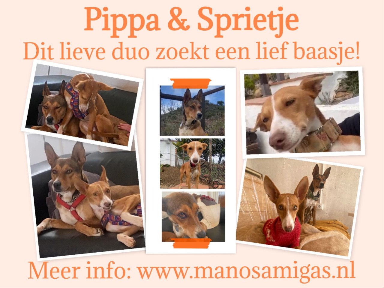 Lief baasje OF opvanggezin gezocht voor deze twee lieverds!