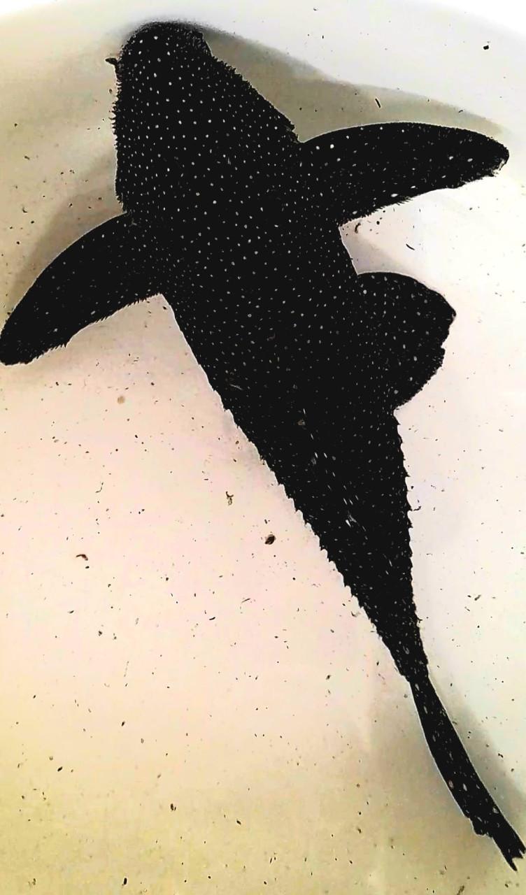 Schitterend trio L240 pleco
