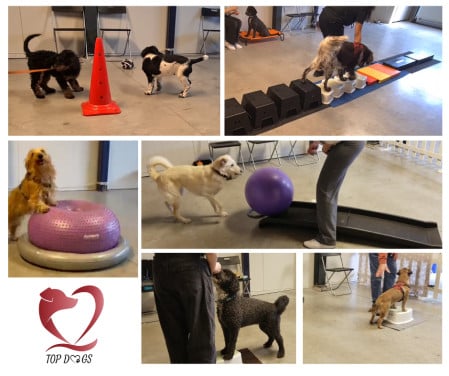 Er starten nieuwe Puppy cursussen