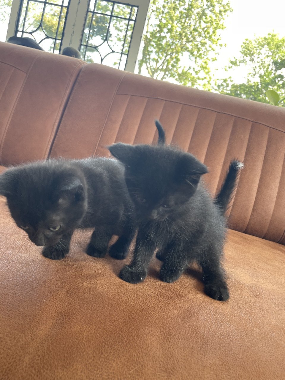 Kittens