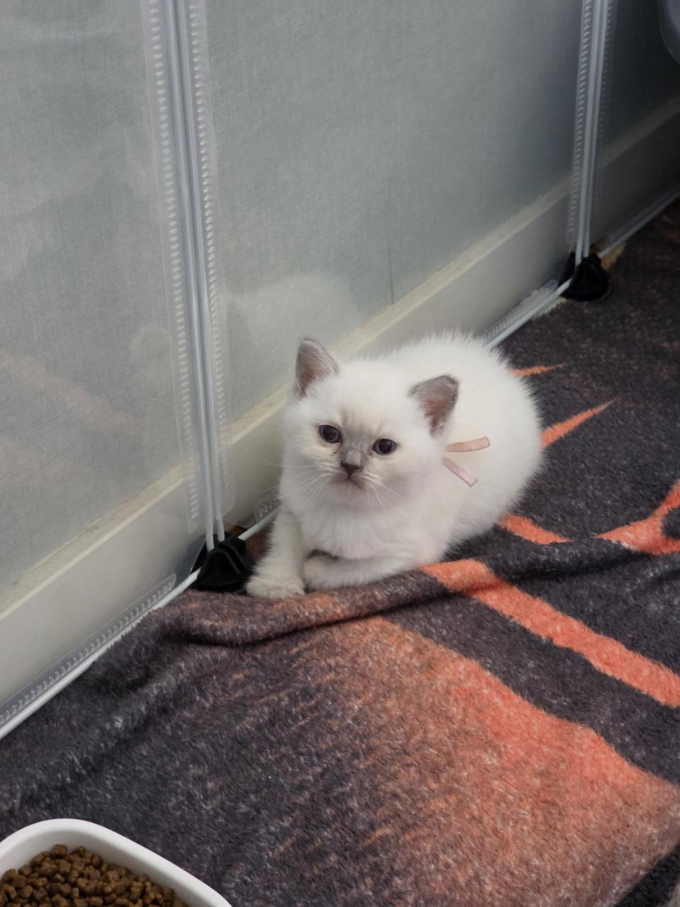 Brits korthaar en langhaar kitten lilac-point