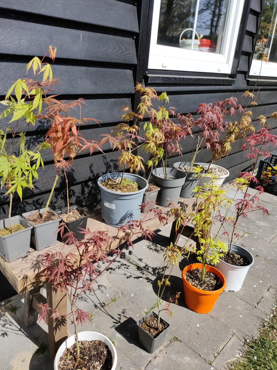 Japanse esdoorn