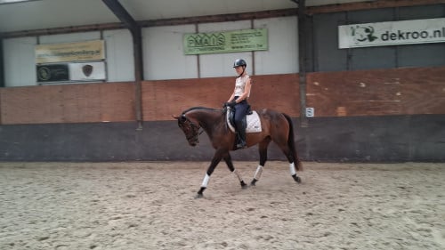 Knappe 7 jarige e pony ruin