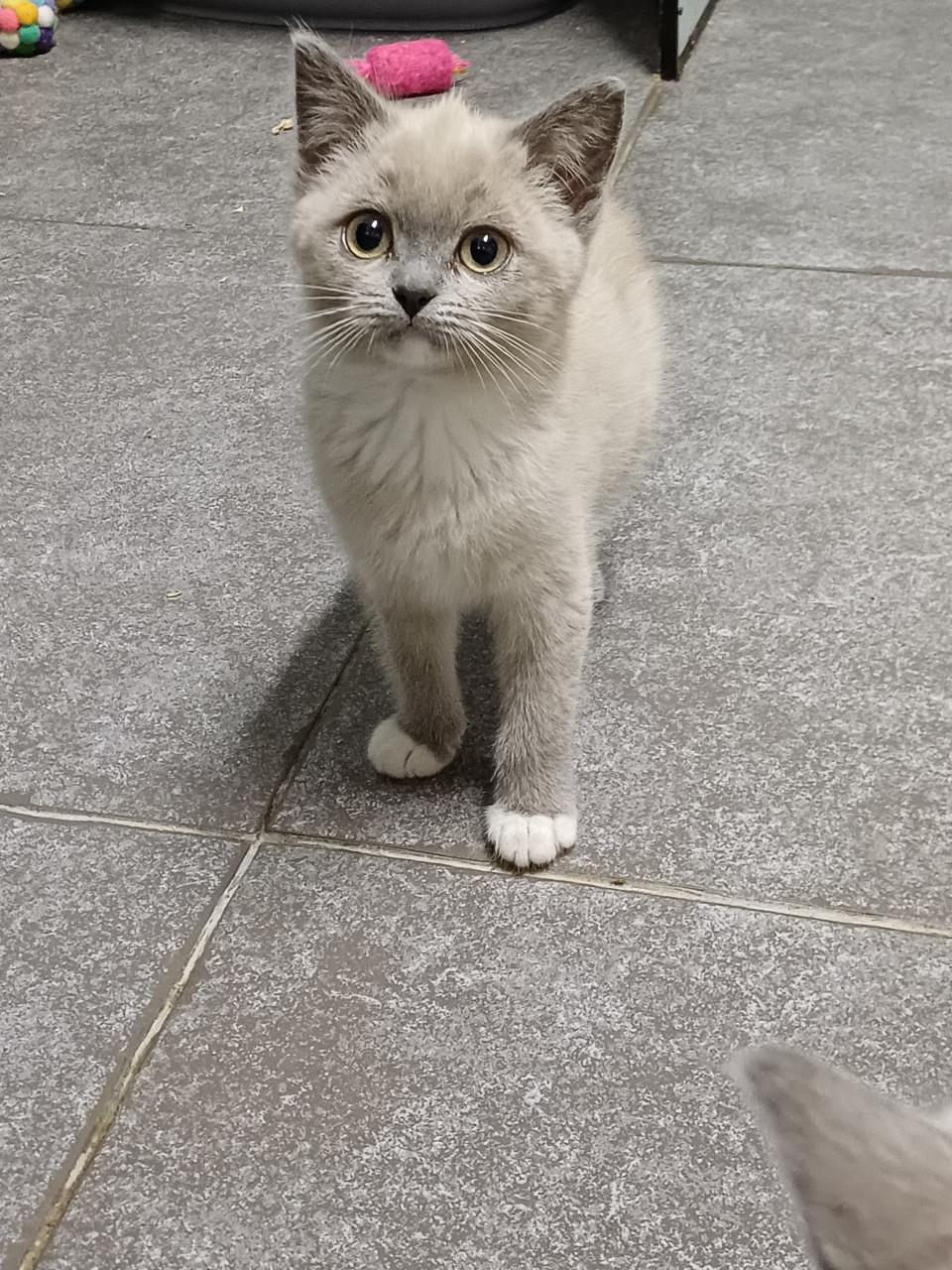 Prachtige BritskorthaarxRagdoll kittens beschikbaar