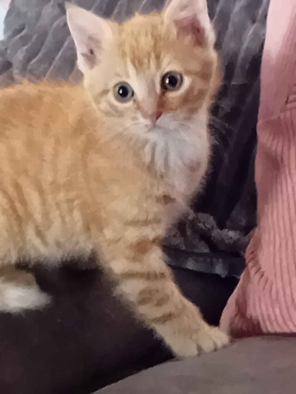 Lief katertje